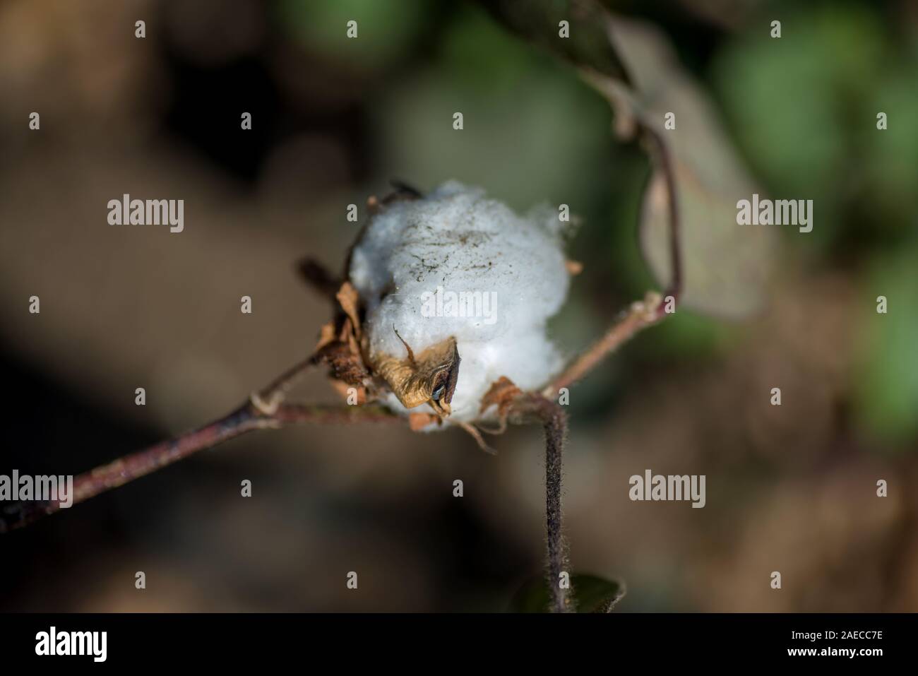 Cotton picking india hi-res stock photography and images - Alamy