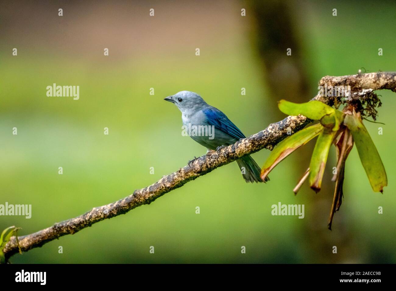 The blue-gray tanager (Thraupis episcopus) is a medium-sized South American songbird of the tanager family, Thraupidae. Photographed in Costa Rica in Stock Photo