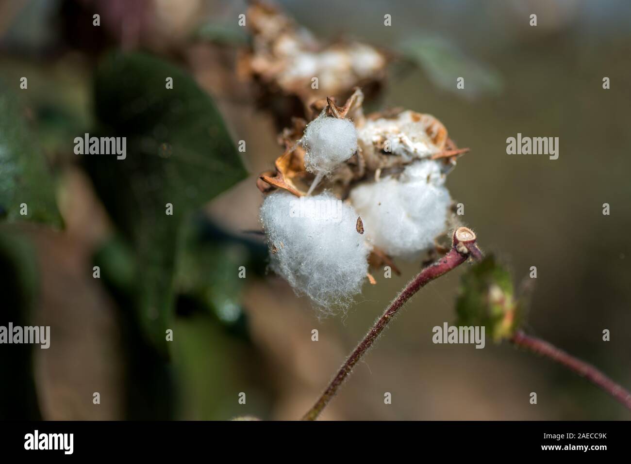 Cotton picking india hi-res stock photography and images - Alamy