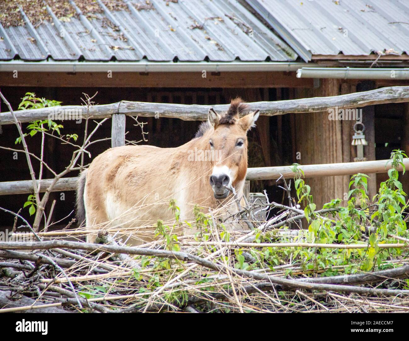 The Przewalski horse, Latin Equus ferus przewalskii, also called Takhi, Asian wild horse or Mongolian wild horse Stock Photo