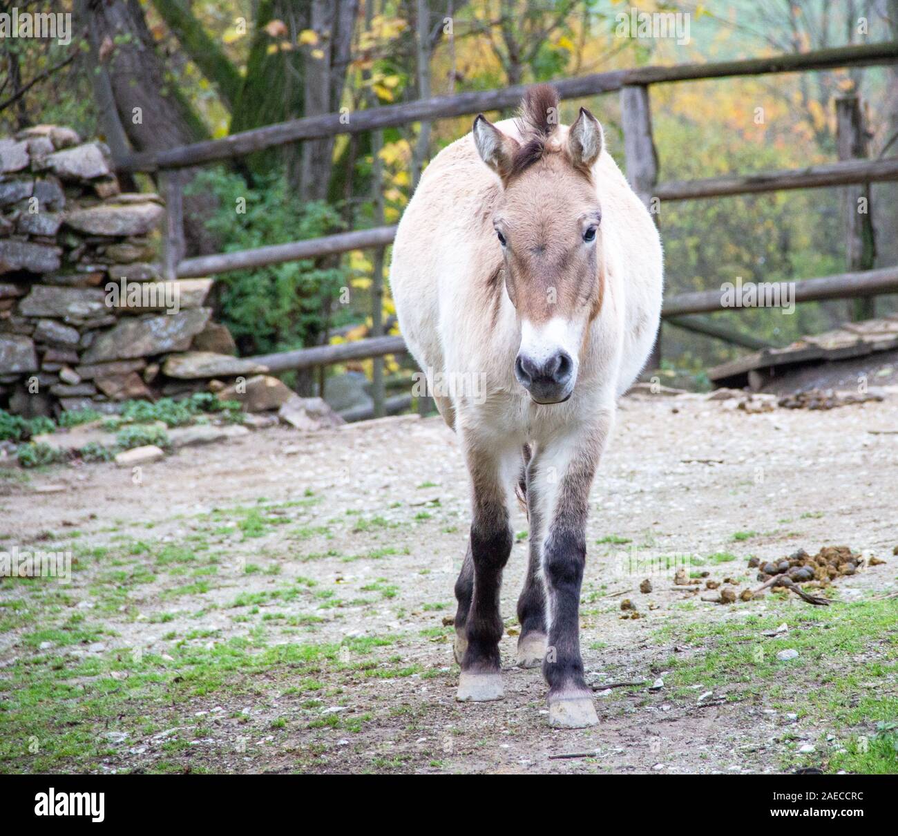 view of a Przewalski horse, Latin Equus ferus przewalskii, also called Takhi, Asian wild horse or Mongolian wild horse Stock Photo