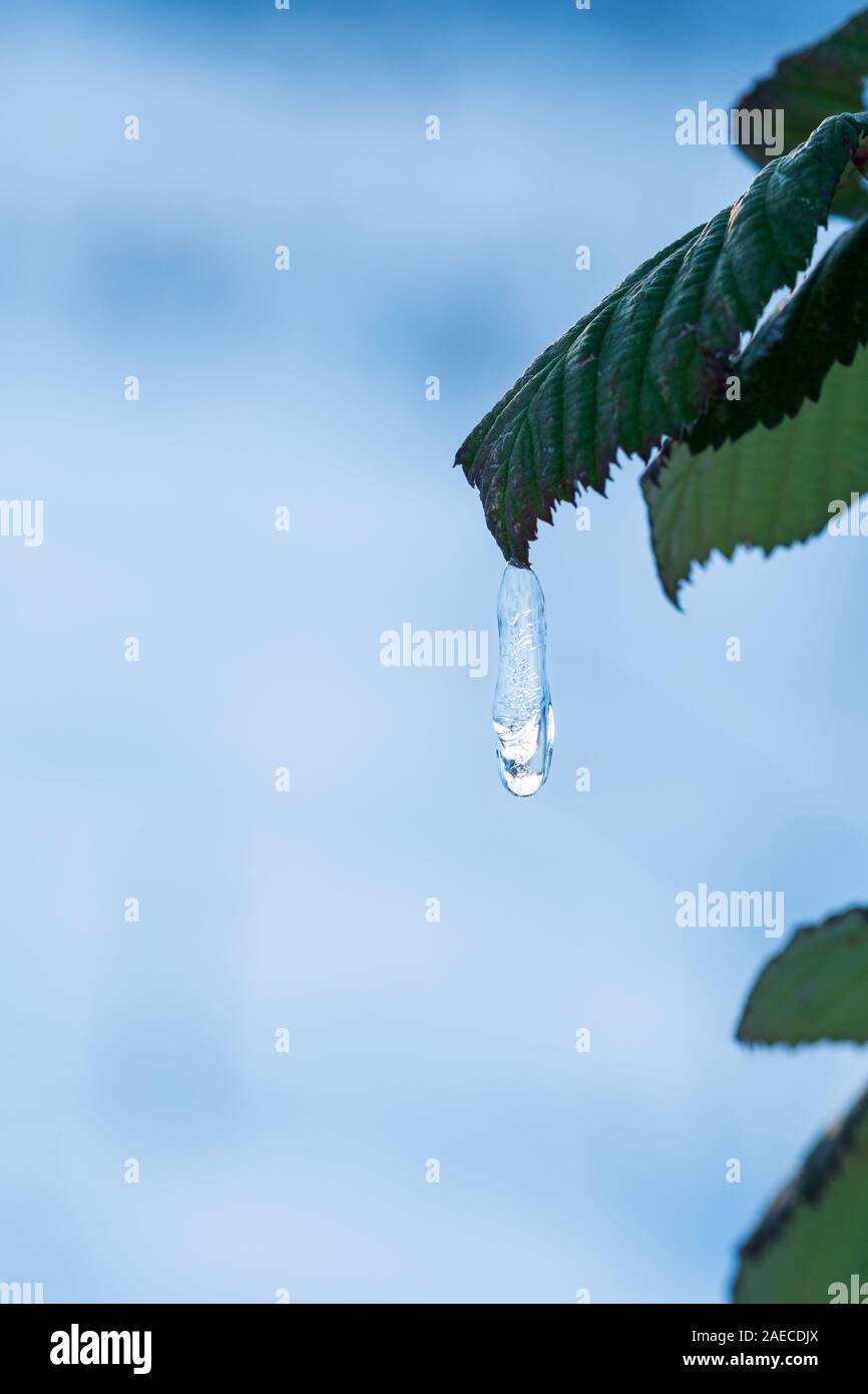 Frozen water drop hangs from a bramble leaf and embeds the sunlight. Concept of Winter season, cold weather or hope. Closeup macro, background blur Stock Photo