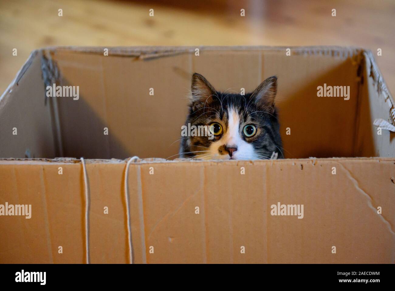 Cute cat in cardboard box Stock Photo Alamy