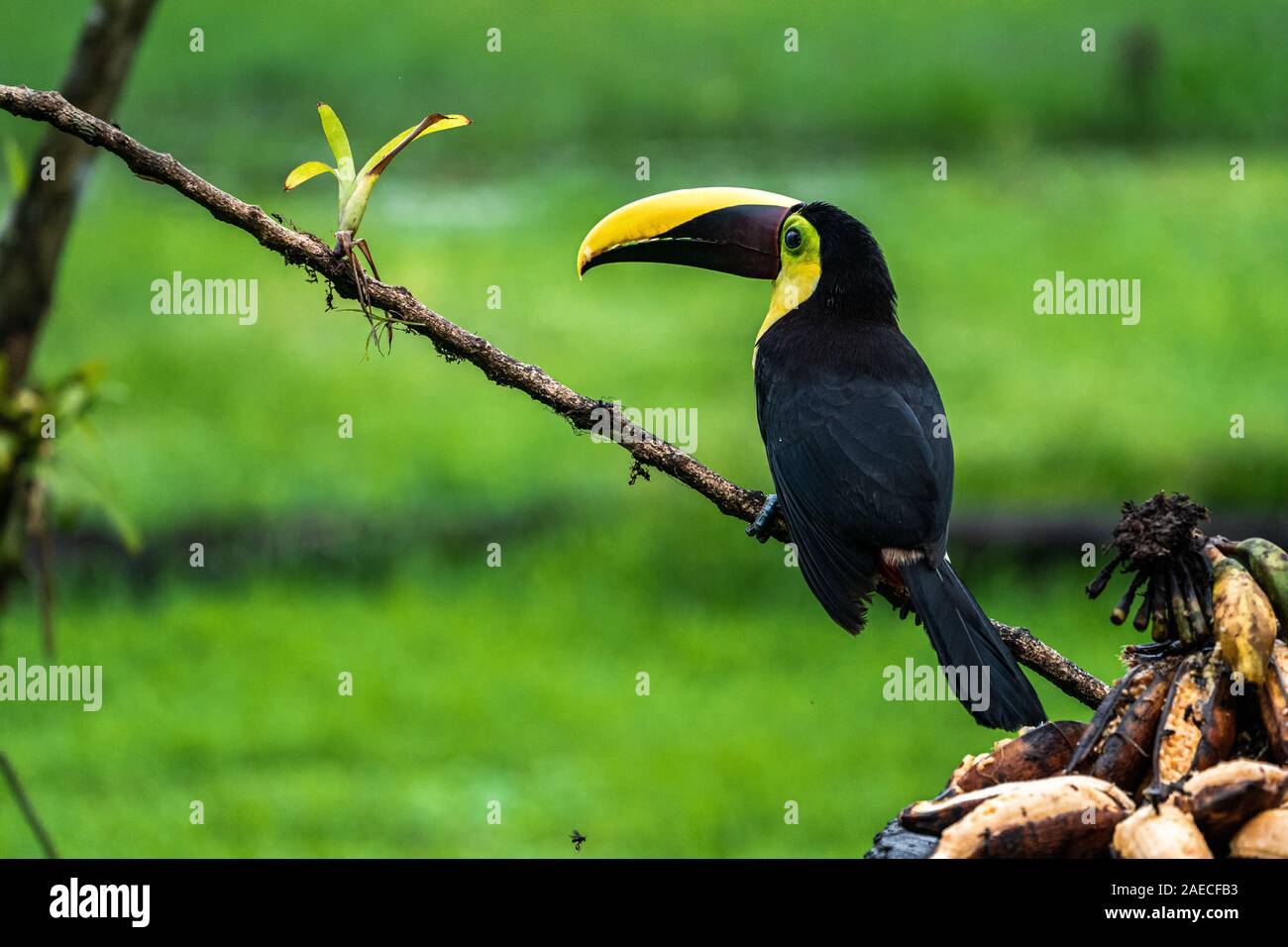 The chestnut-mandibled toucan or Swainson’s toucan (Ramphastos ambiguus swainsonii) in tropical rainforest. This bird is a subspecies of the yellow-th Stock Photo