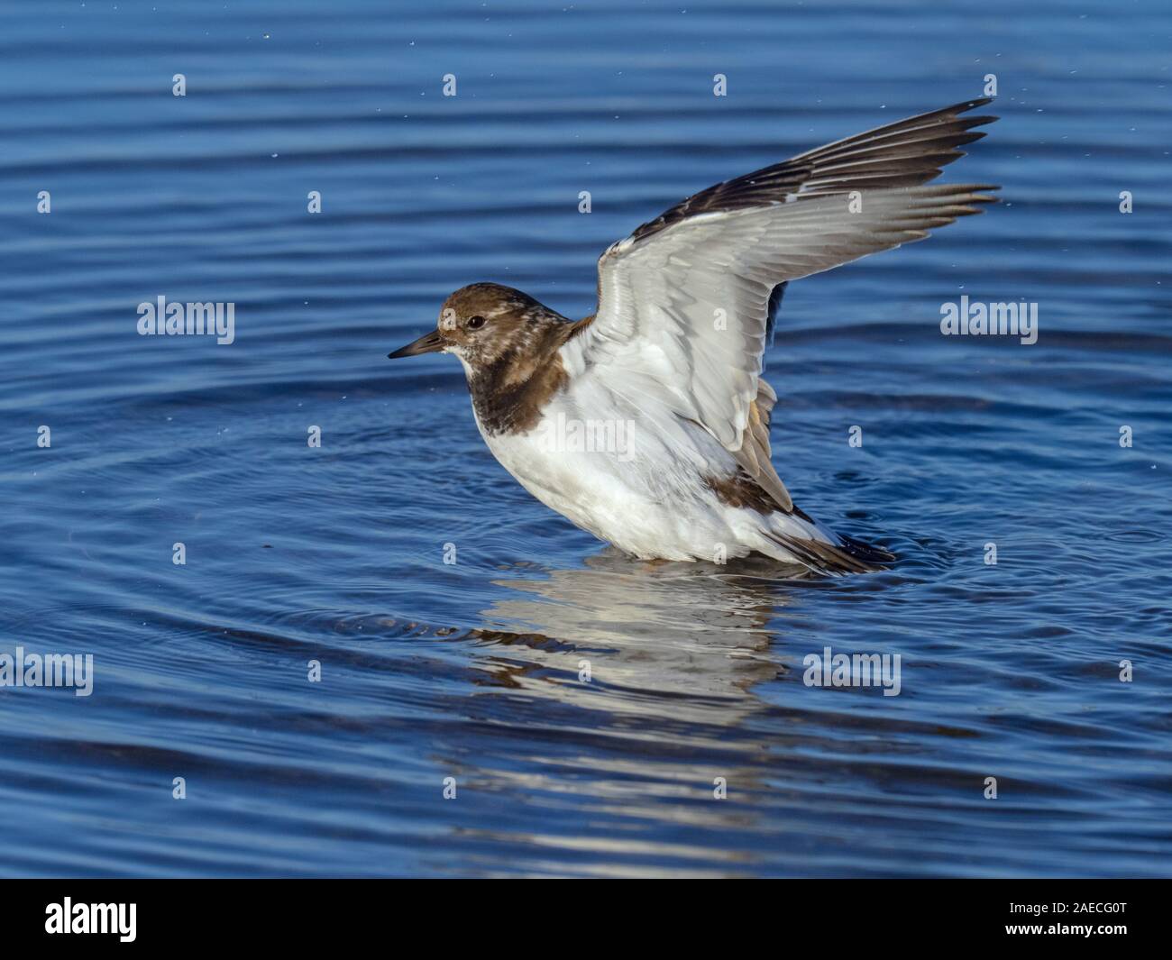 Turnstone Arenaria interpres bathing at low tide Titchwell Norfolk Stock Photo
