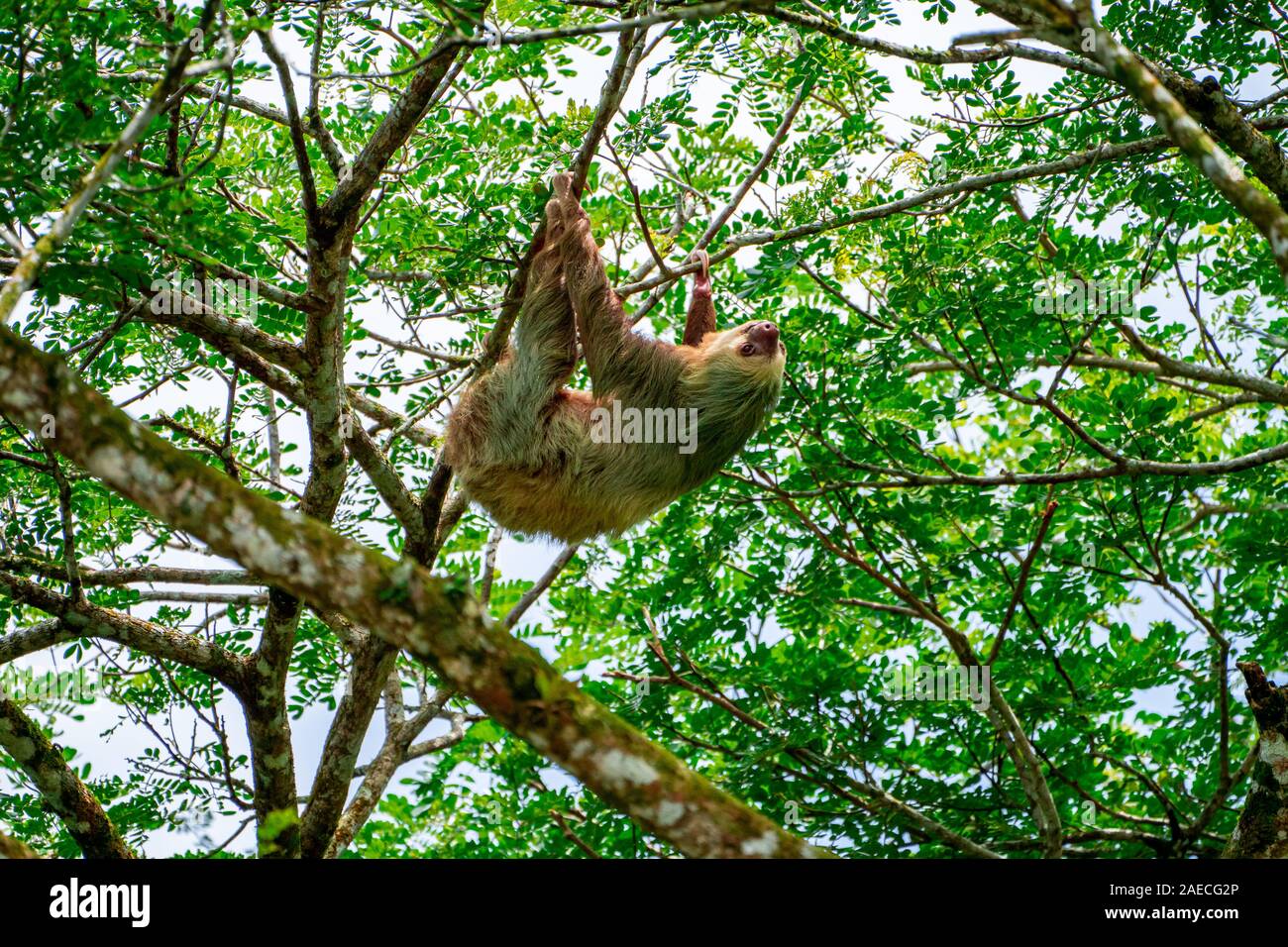 Hoffman's two-toed sloth (Choloepus hoffmanni) feeding in Manuel Antonio National Park in Costa Rica Stock Photo