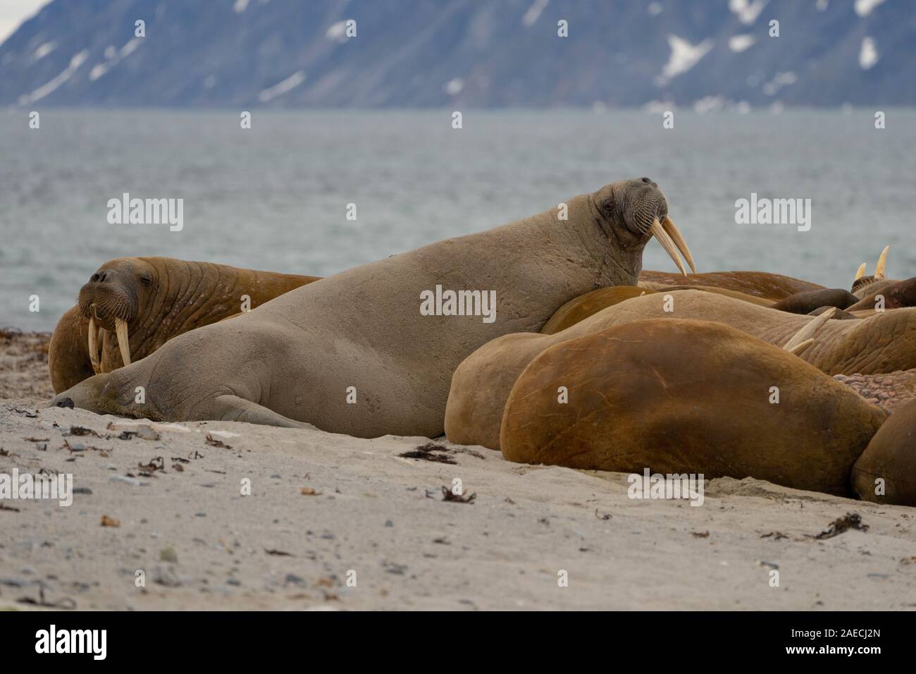 Atlantic walrus (Odobenus rosmarus rosmarus). This large, gregarious relative of the seal has tusks that can reach a metre in length. Both the male (b Stock Photo