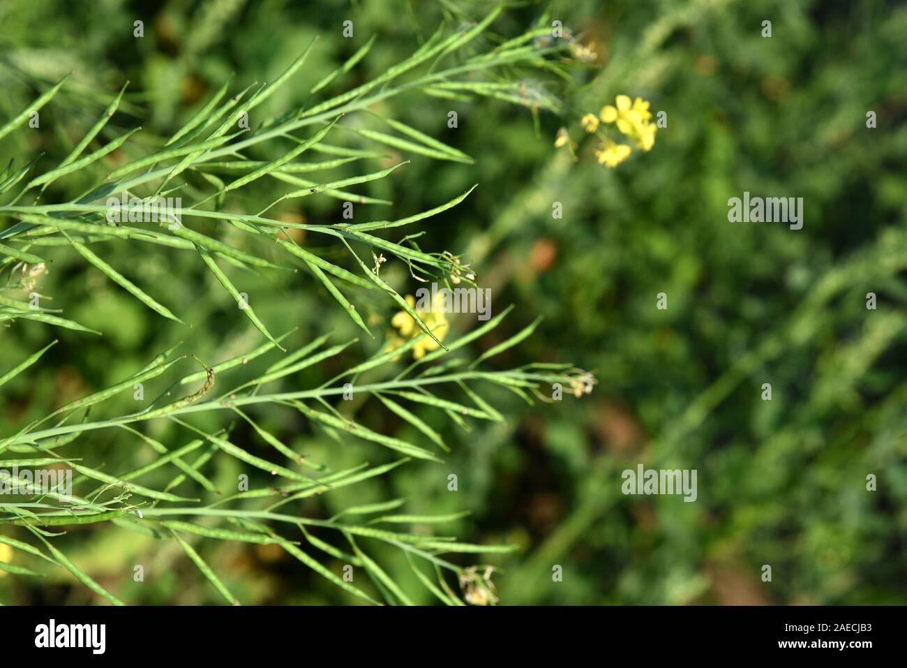 Green mustard pods growing at agriculture field. farm land Stock Photo