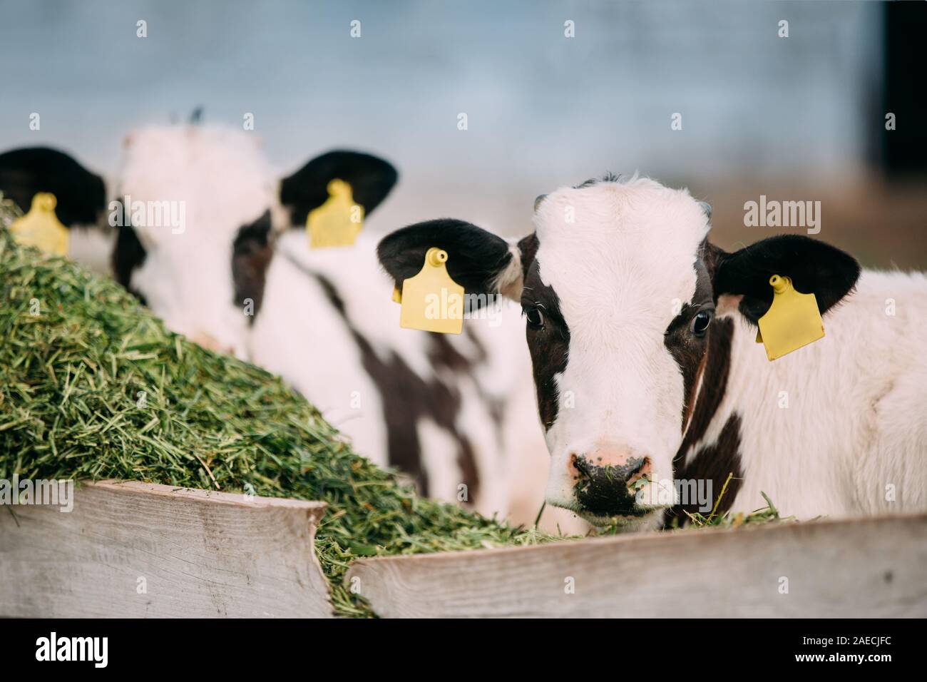 Young Calves Eat Green Food On Farm Stock Photo Alamy