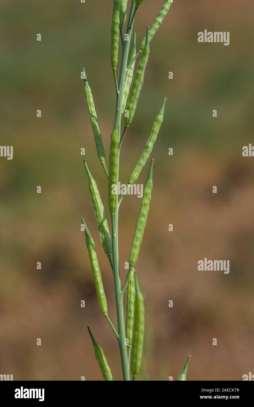 Green mustard pods growing at agriculture field. farm land Stock Photo