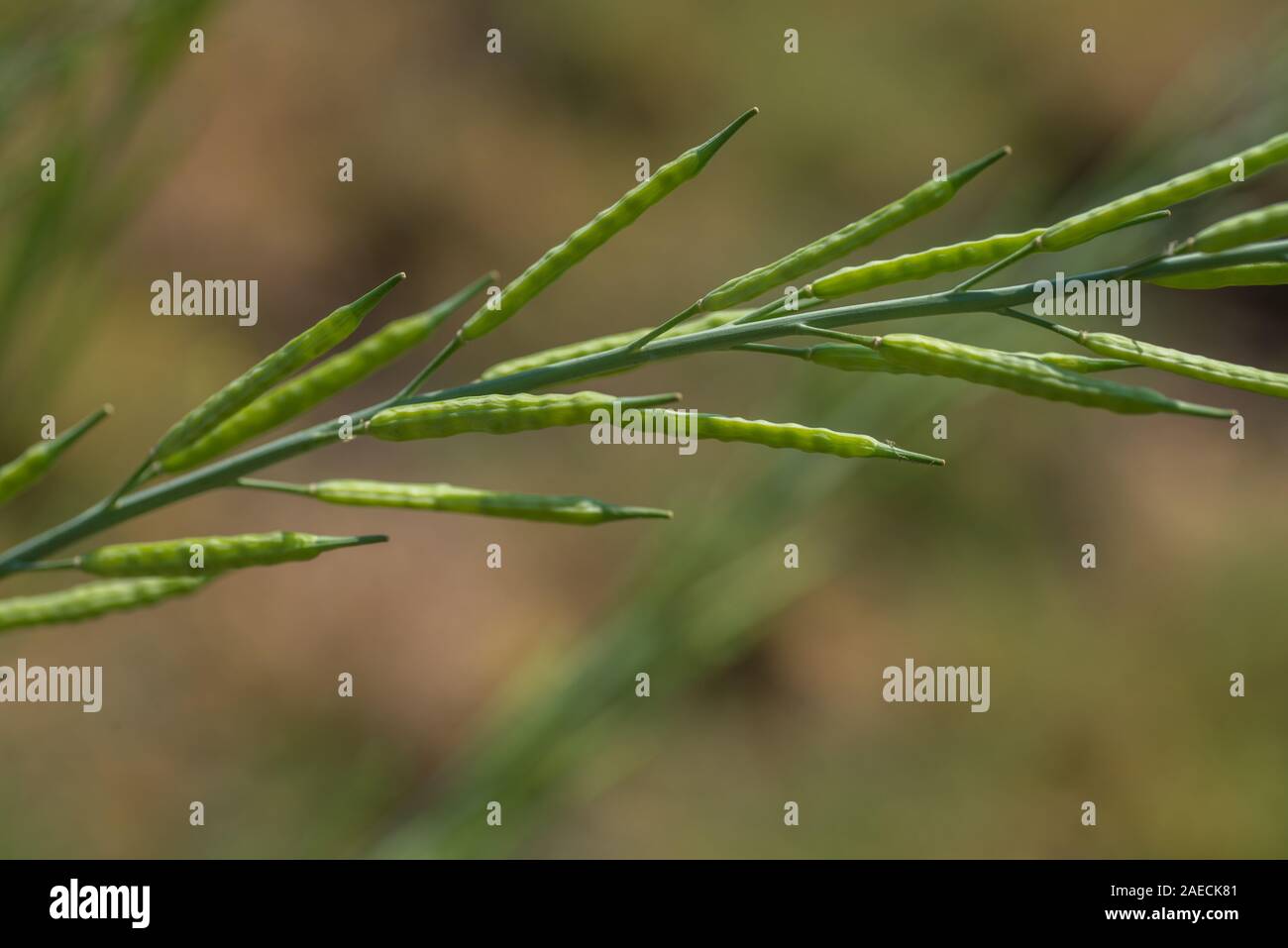 Green mustard pods growing at agriculture field. farm land Stock Photo