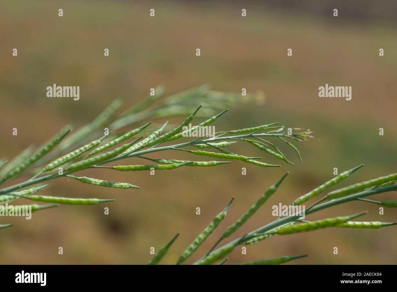 Green mustard pods growing at agriculture field. farm land Stock Photo