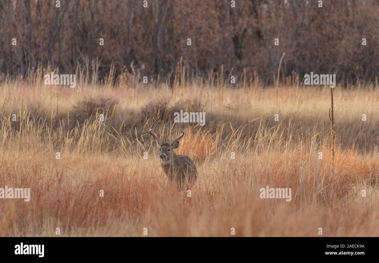 Whitetail Deer Buck During the fall Rut Stock Photo - Alamy