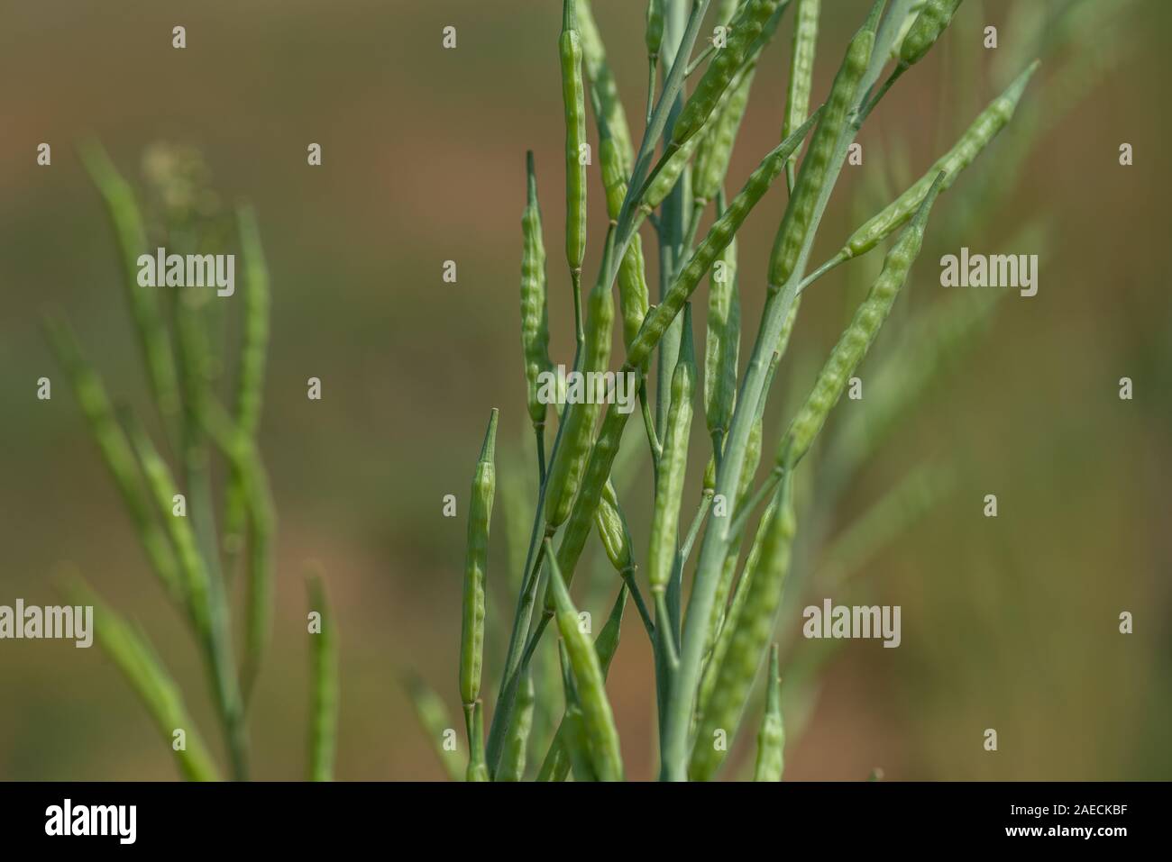 Green mustard pods growing at agriculture field. farm land Stock Photo