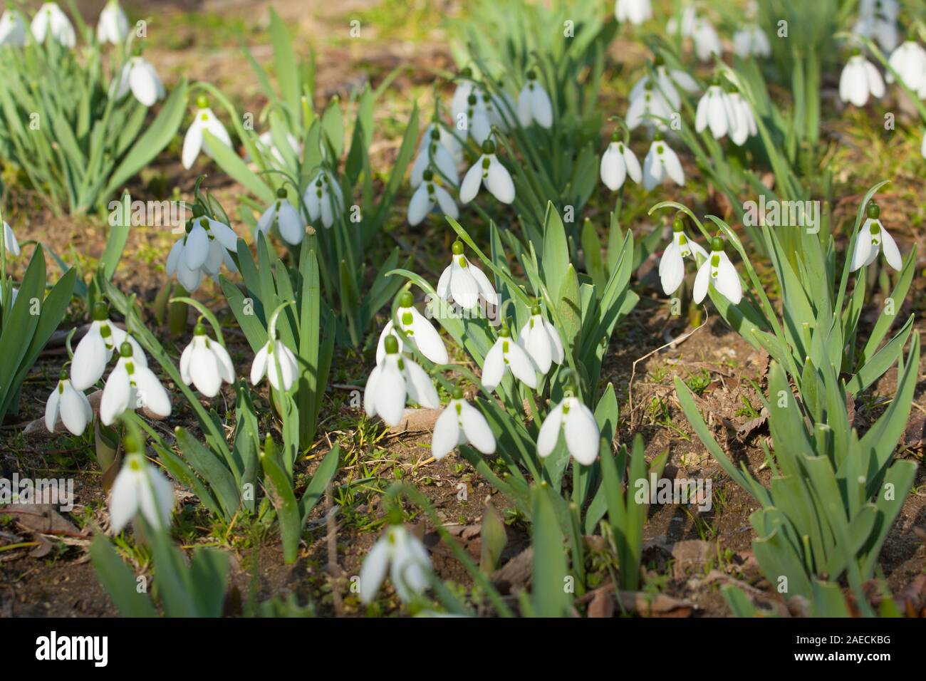 Many snowdrops first spring flowers white colour - on ground, St. St. Constantine and Helena, Bulgaria. Stock Photo