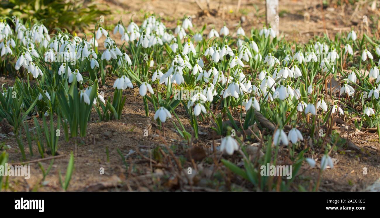 Many snowdrops - first spring flowers white colour - on ground, St. St. Constantine and Helena, Bulgaria. Stock Photo