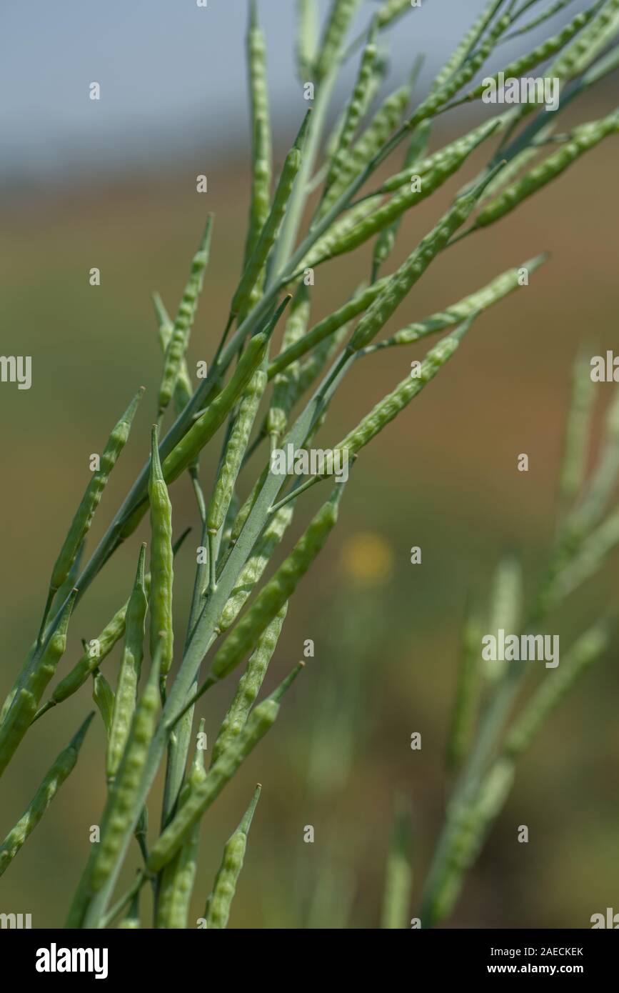 Green mustard pods growing at agriculture field. farm land Stock Photo
