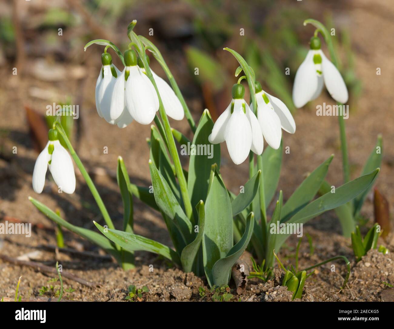Snowdrops first spring flowers white colour on ground, St. St. Constantine and Helena, Bulgaria. Stock Photo