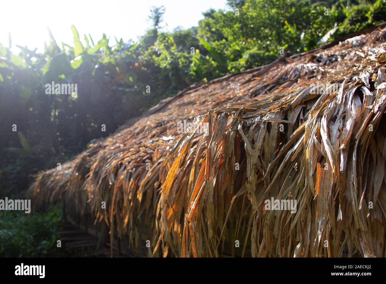Roof out of brown leafs on a sunny day in the jungle of Laos Stock ...