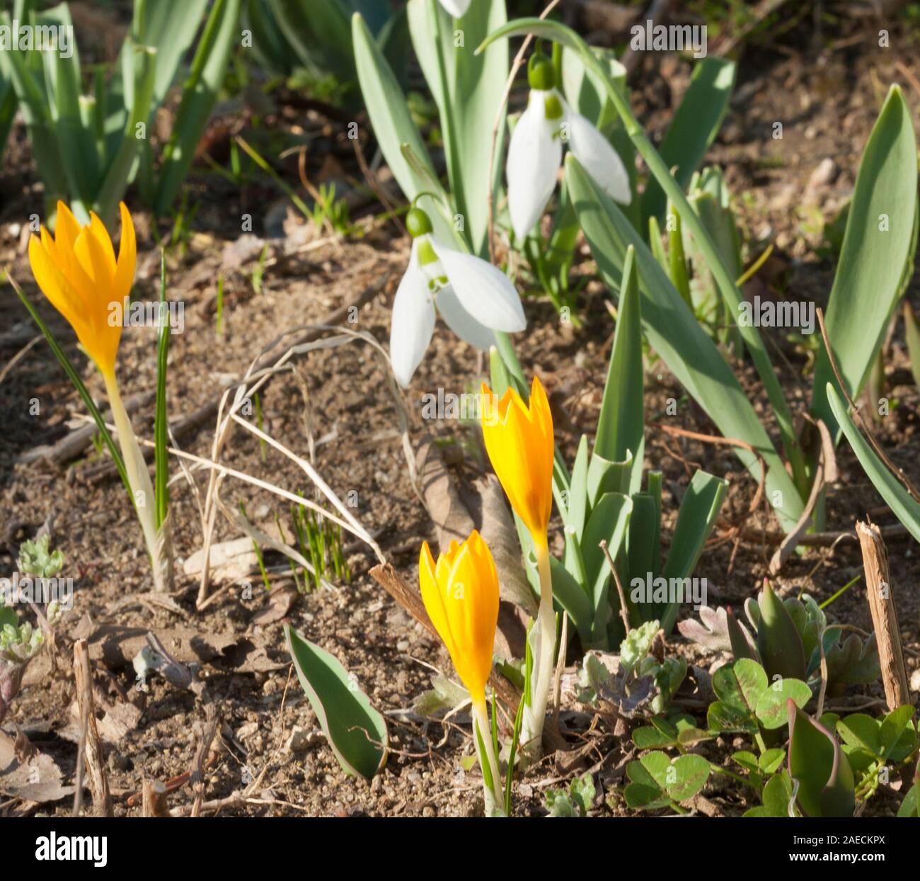 Yellow crocuses and white snowdrops first spring flowers on ground, St. St. Constantine and Helena, Bulgaria. Stock Photo