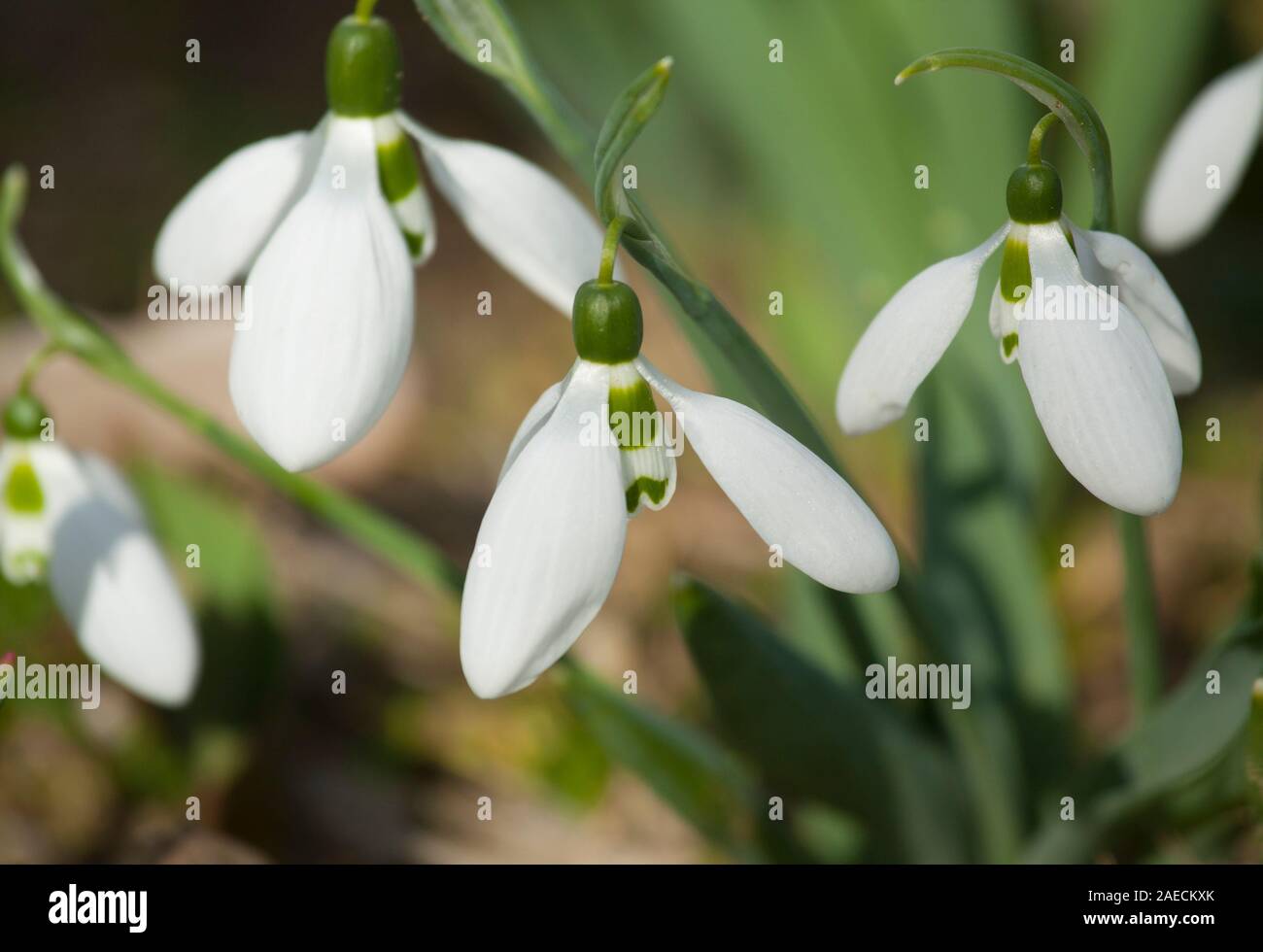 Snowdrops first spring flowers white colour on ground, St. St. Constantine and Helena, Bulgaria. Stock Photo