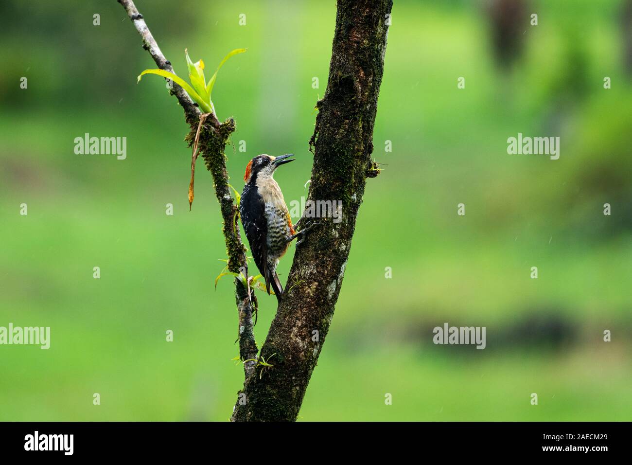 Streak-headed woodcreeper (Lepidocolaptes souleyetii). Photographed in Costa Rica in June Stock Photo