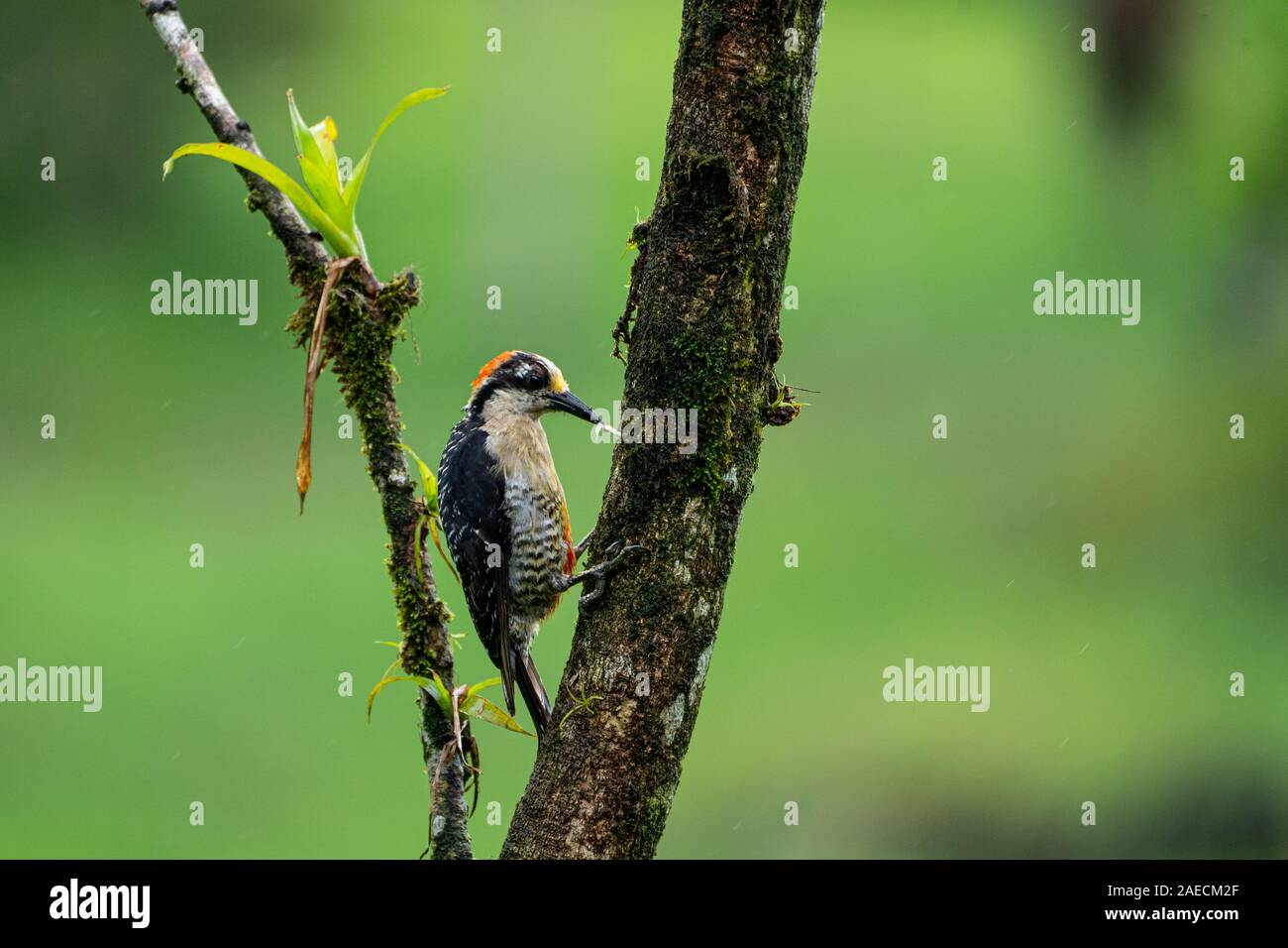 Streak-headed woodcreeper (Lepidocolaptes souleyetii). Photographed in Costa Rica in June Stock Photo