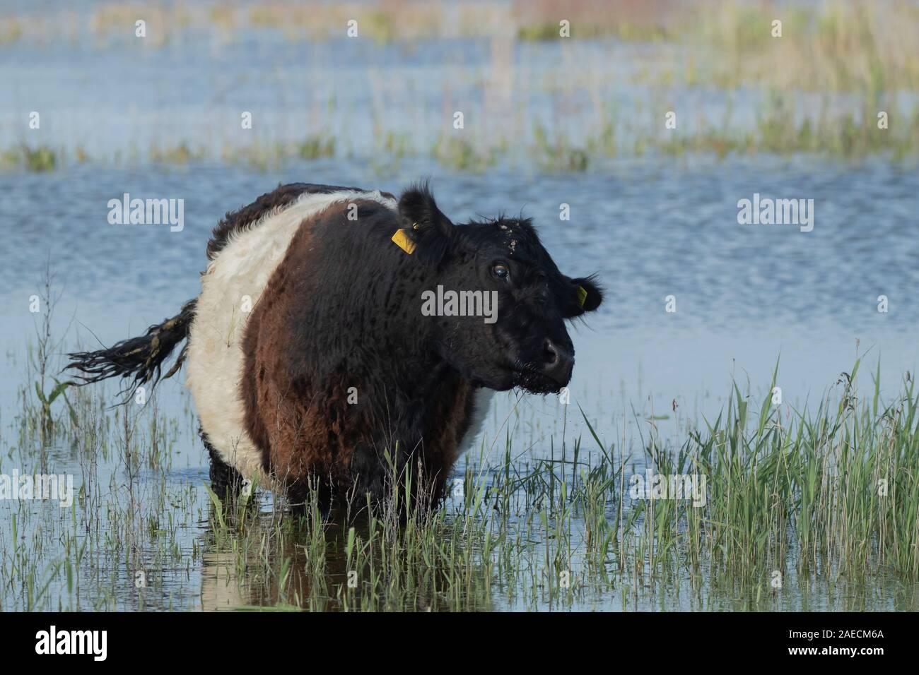 Cow (Bos taurus) standing in a shallow lake, Lincolnshire, England, United Kingdom Stock Photo