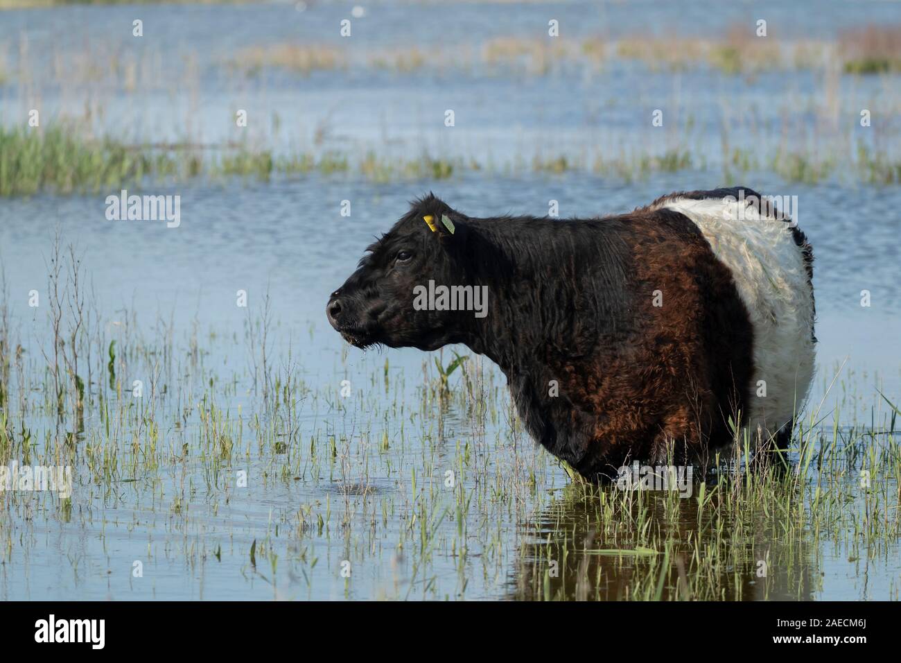 Cow (Bos taurus) standing in a shallow lake, Lincolnshire, England, United Kingdom Stock Photo
