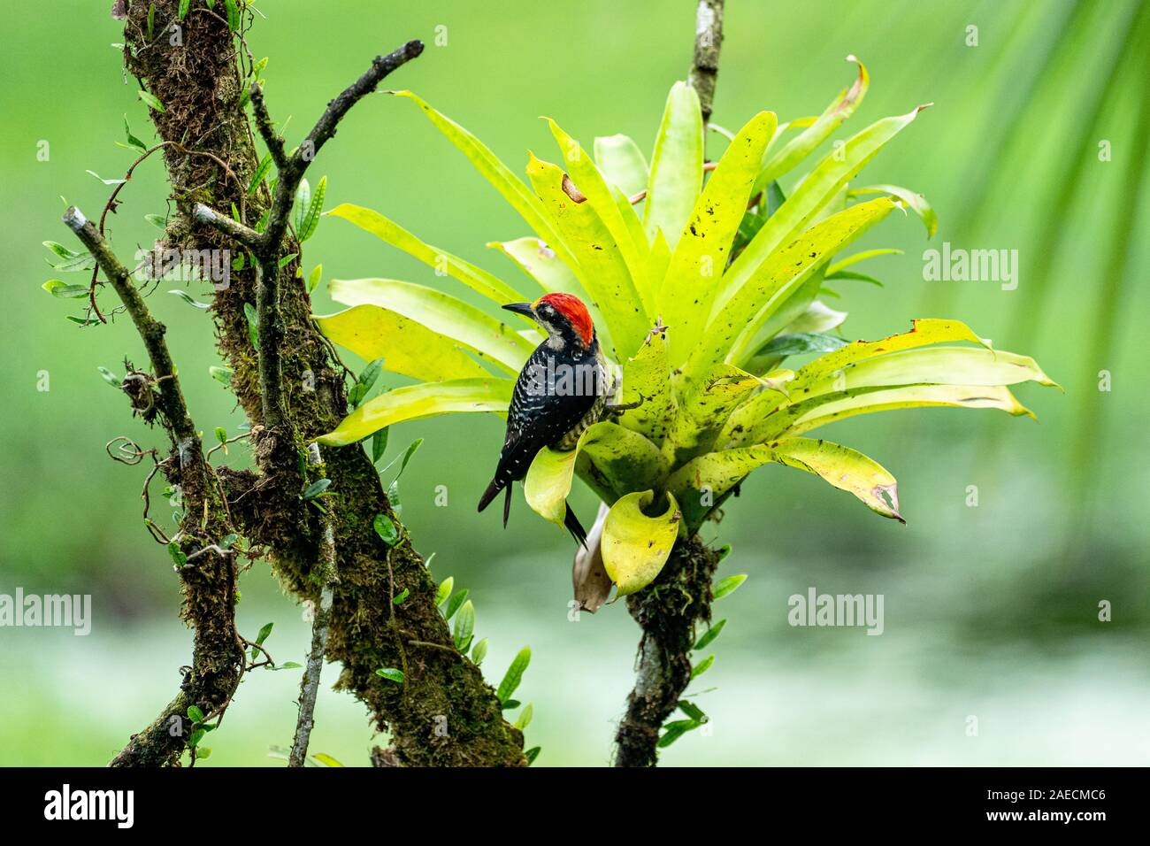 Streak-headed woodcreeper (Lepidocolaptes souleyetii). Photographed in Costa Rica in June Stock Photo