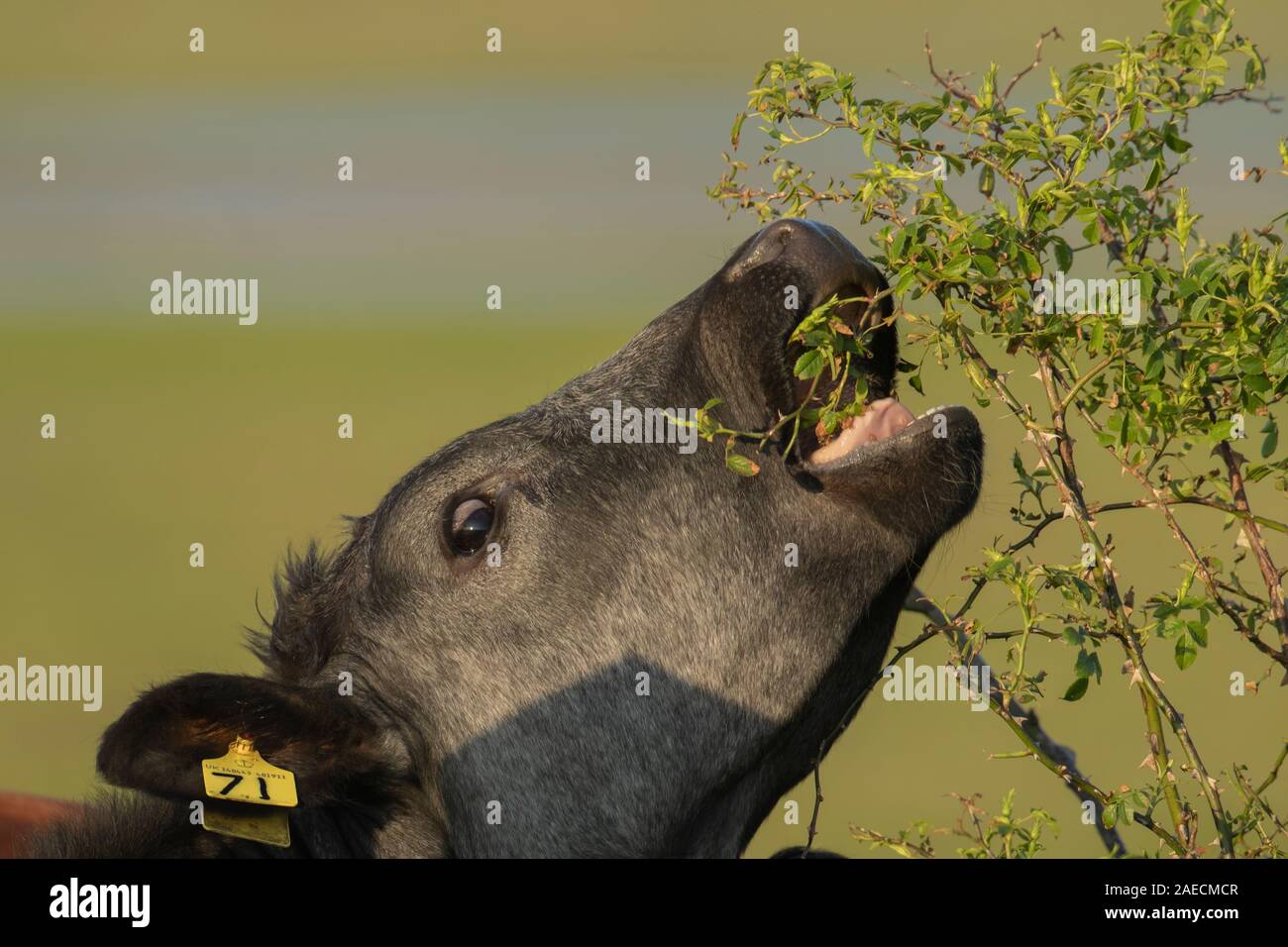Cow (Bos taurus) feeding on a wild rose bush, Lincolnshire, England, United Kingdom Stock Photo