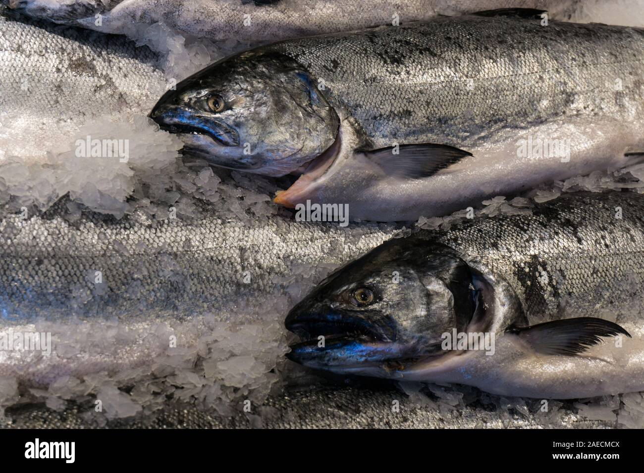 Fresh salmon for sale at Seattle's Pike Place Market Stock Photo Alamy