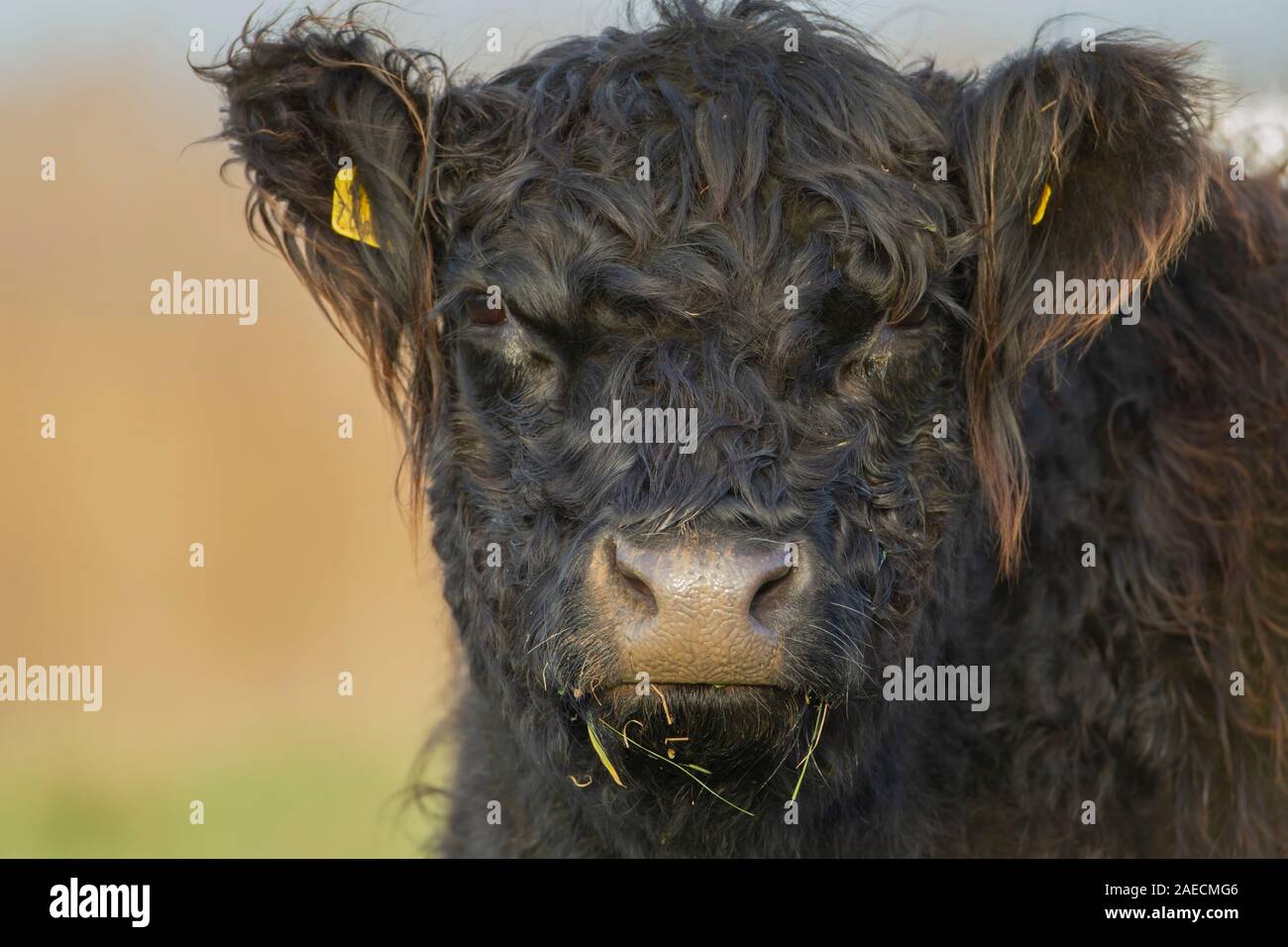 Cow (Bos taurus) juvenile calf animal portrait, Lincolnshire, England, United Kingdom Stock Photo