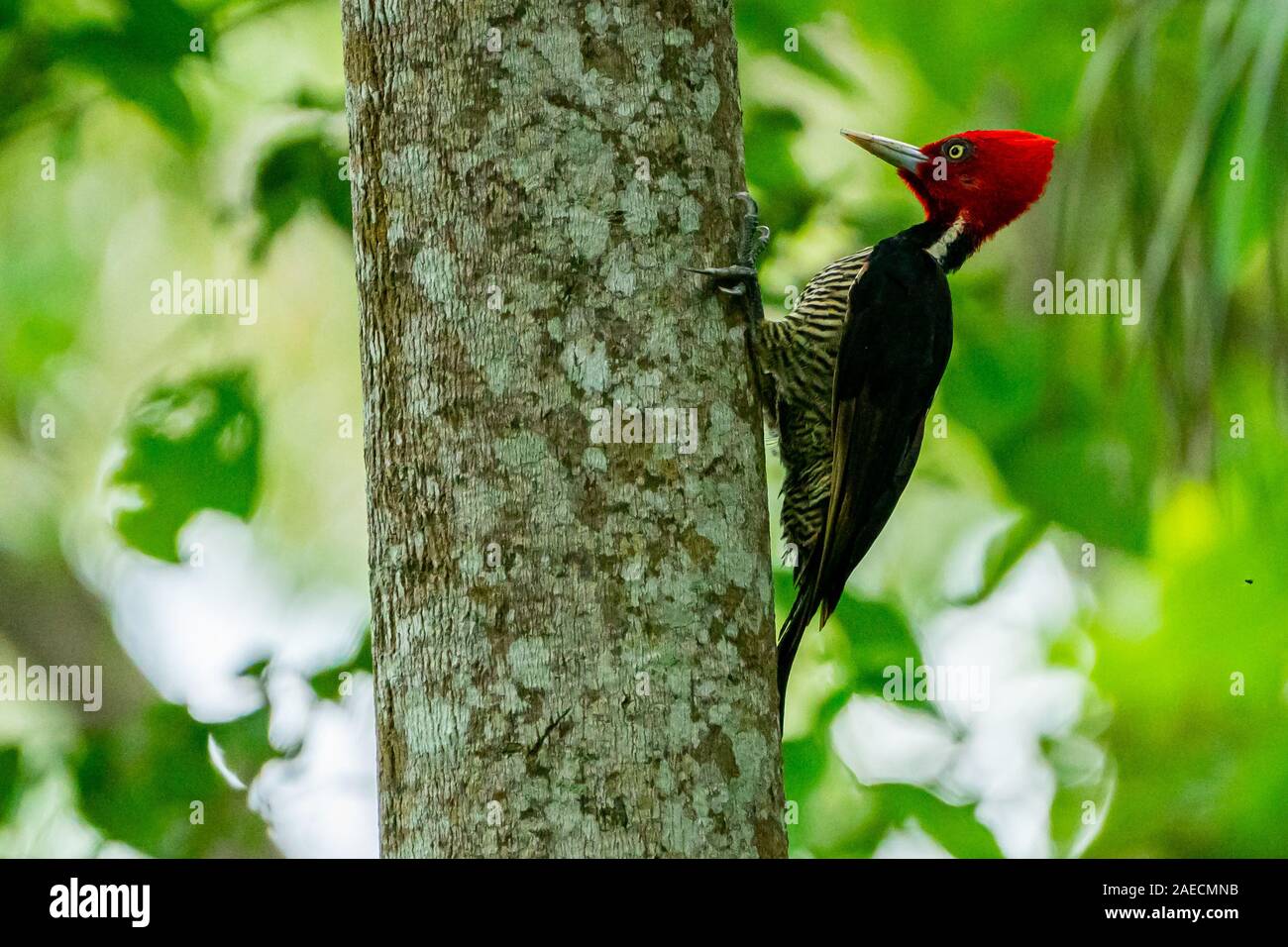 pale-billed woodpecker (Campephilus guatemalensis) is a very large woodpecker that is a resident breeding bird from northern Mexico to western Panama. Stock Photo