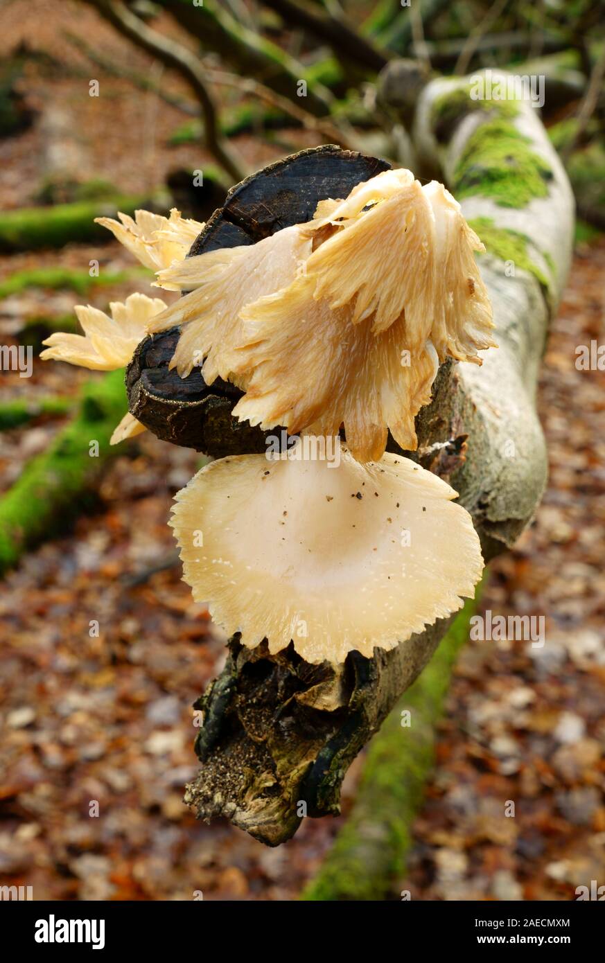 A type of fungi growing on a branch of a fallen Beech tree in woodland. Stock Photo