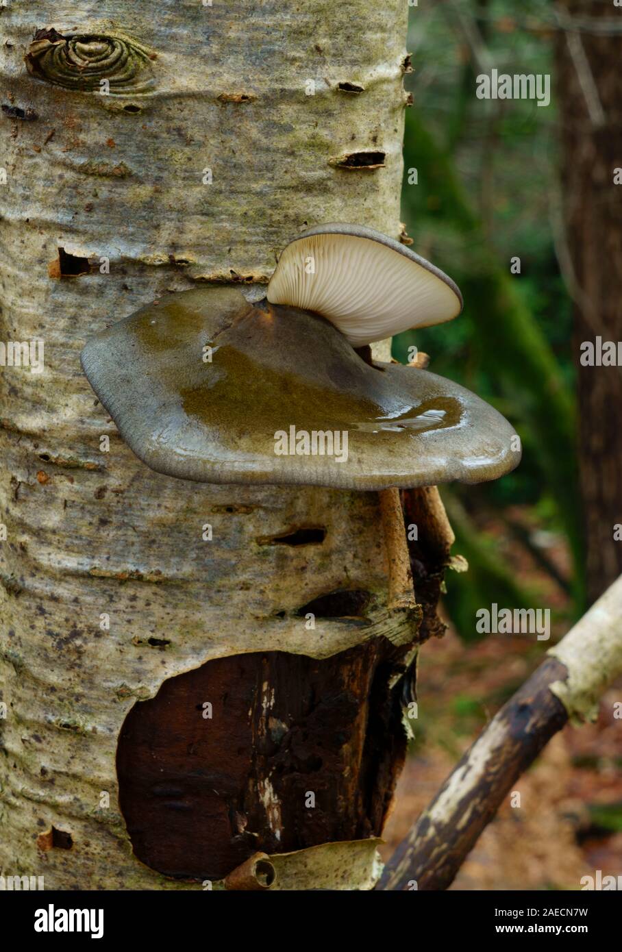 Olive oysterling fungi Panellus serotinus growing on a dead Rowan tree. Stock Photo
