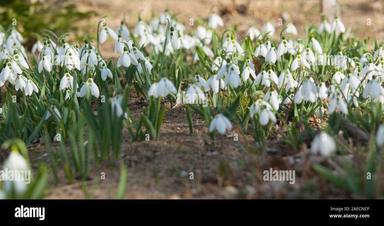 Many snowdrops first spring flowers white colour on ground, St. St. Constantine and Helena, Bulgaria. Stock Photo
