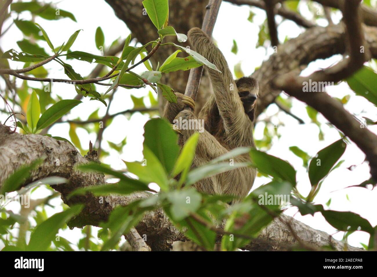 Three-toed sloth at Bocas del Toro Stock Photo