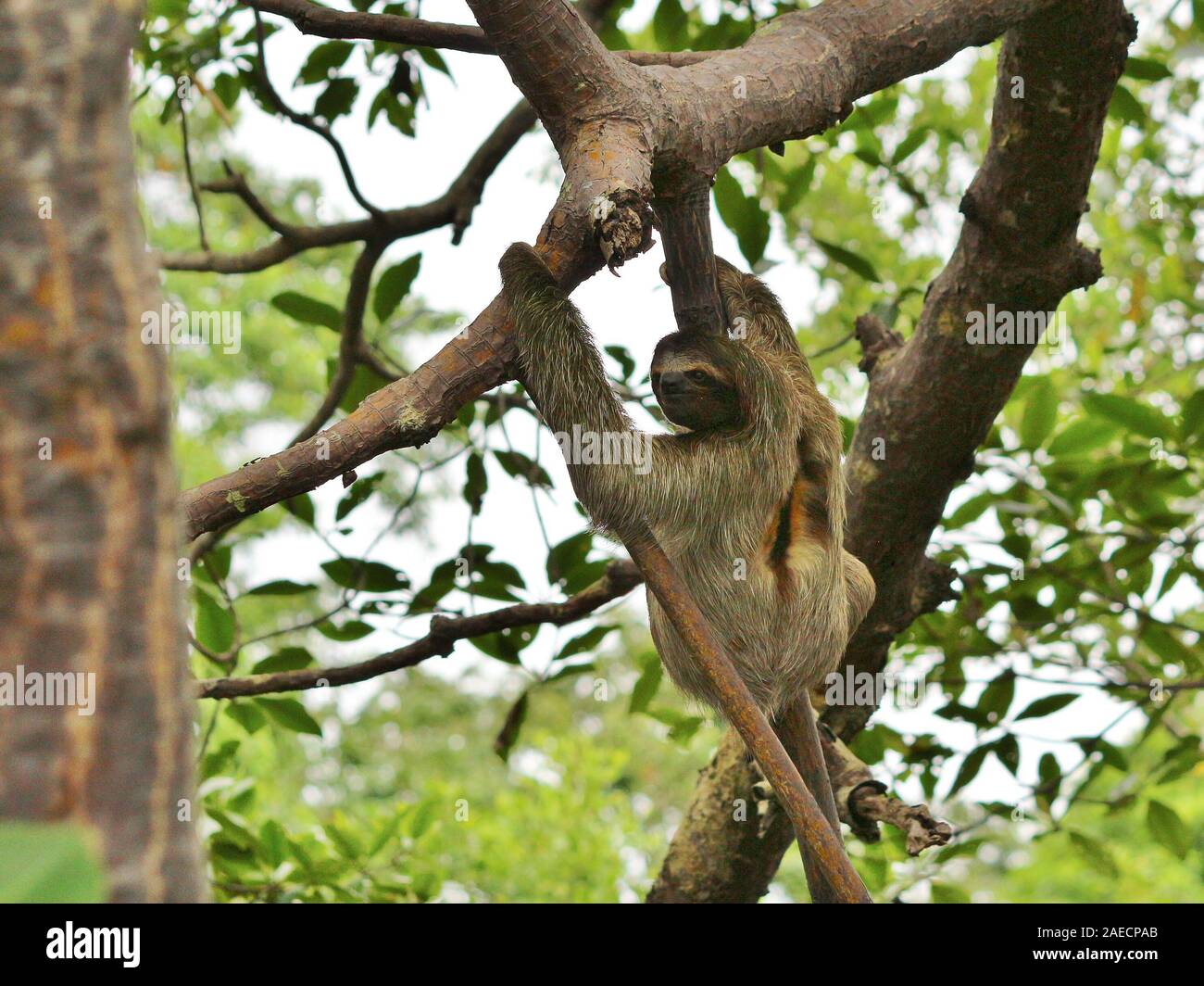 Three-toed sloth at Bocas del Toro II Stock Photo