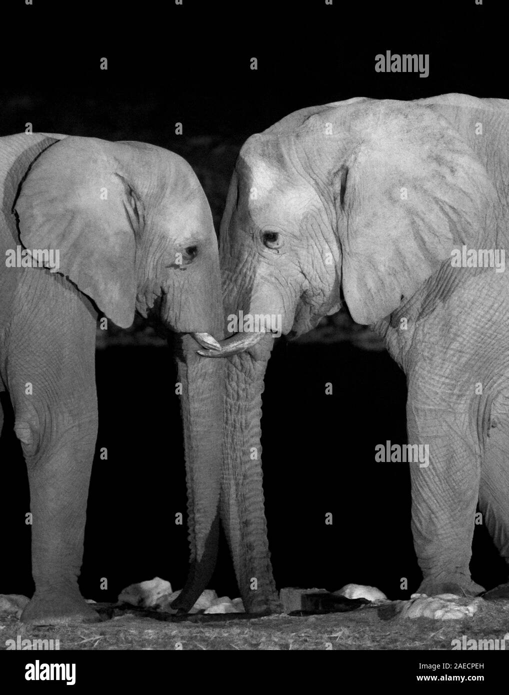 ELEPHANTS IN NAMIBIA Stock Photo