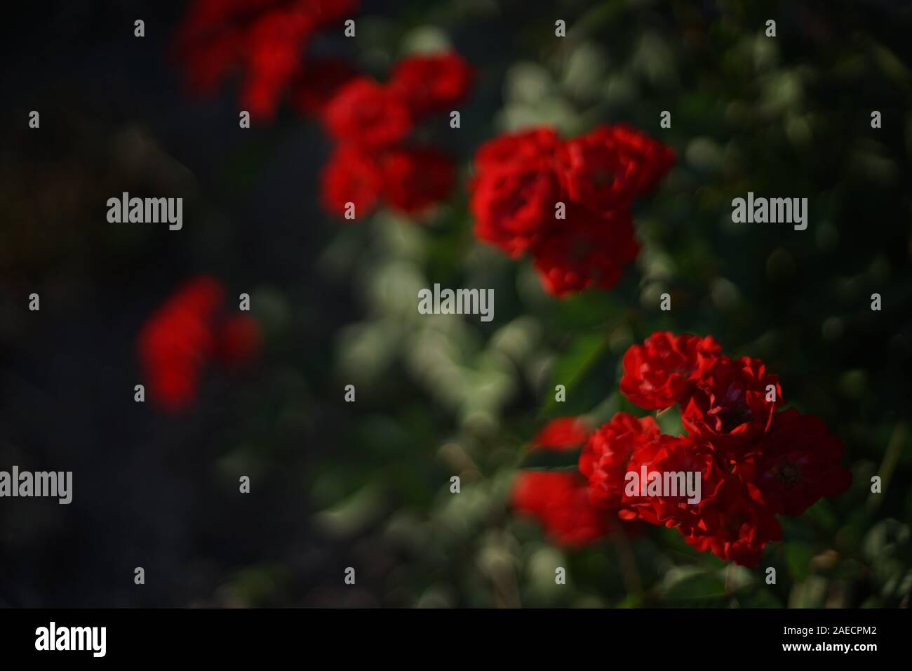 Dark roses hi-res stock photography and images - Alamy