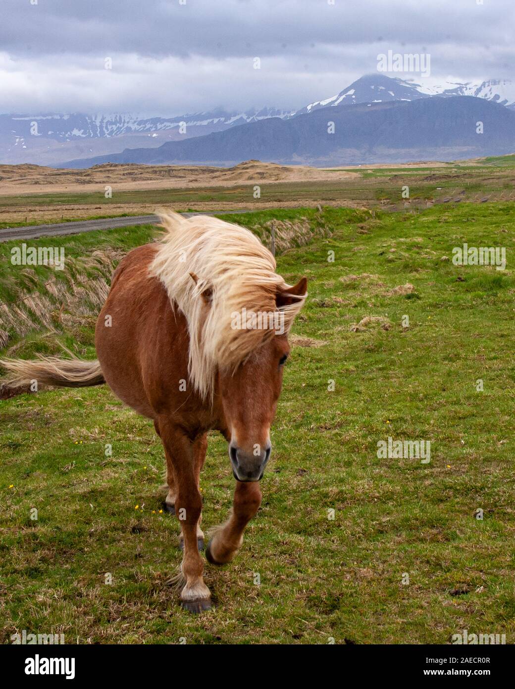 Flaxen mane Icelandic Horse in Iceland Stock Photo - Alamy