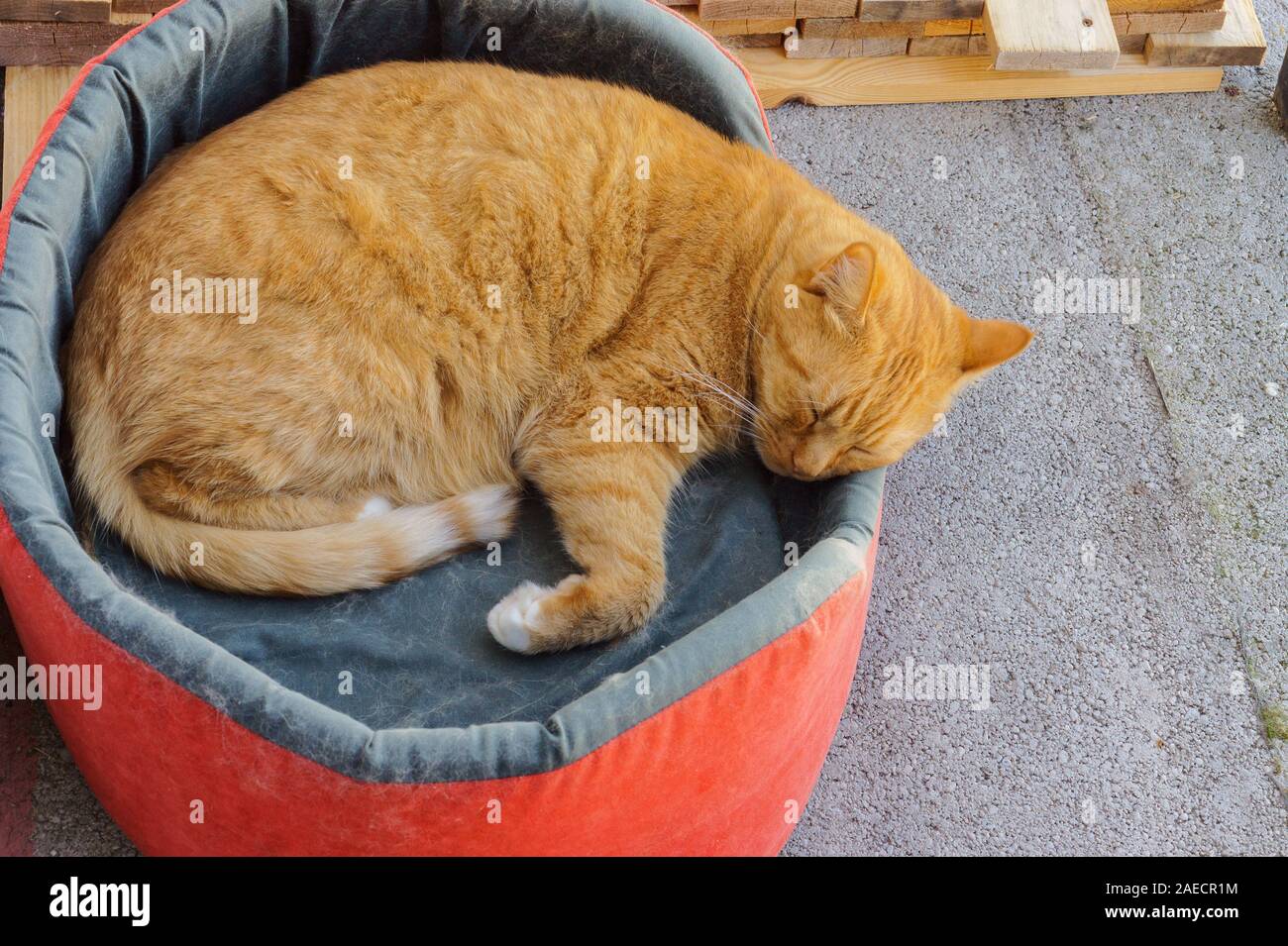 red cat sleeping in his couch, orange cat curled up in a ball Stock ...