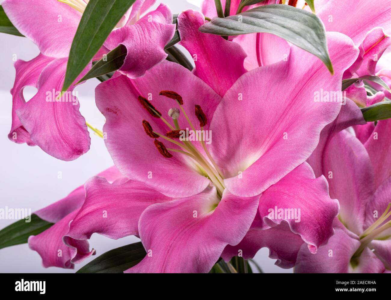 Close-up of pink liles flowers. Common names for species in