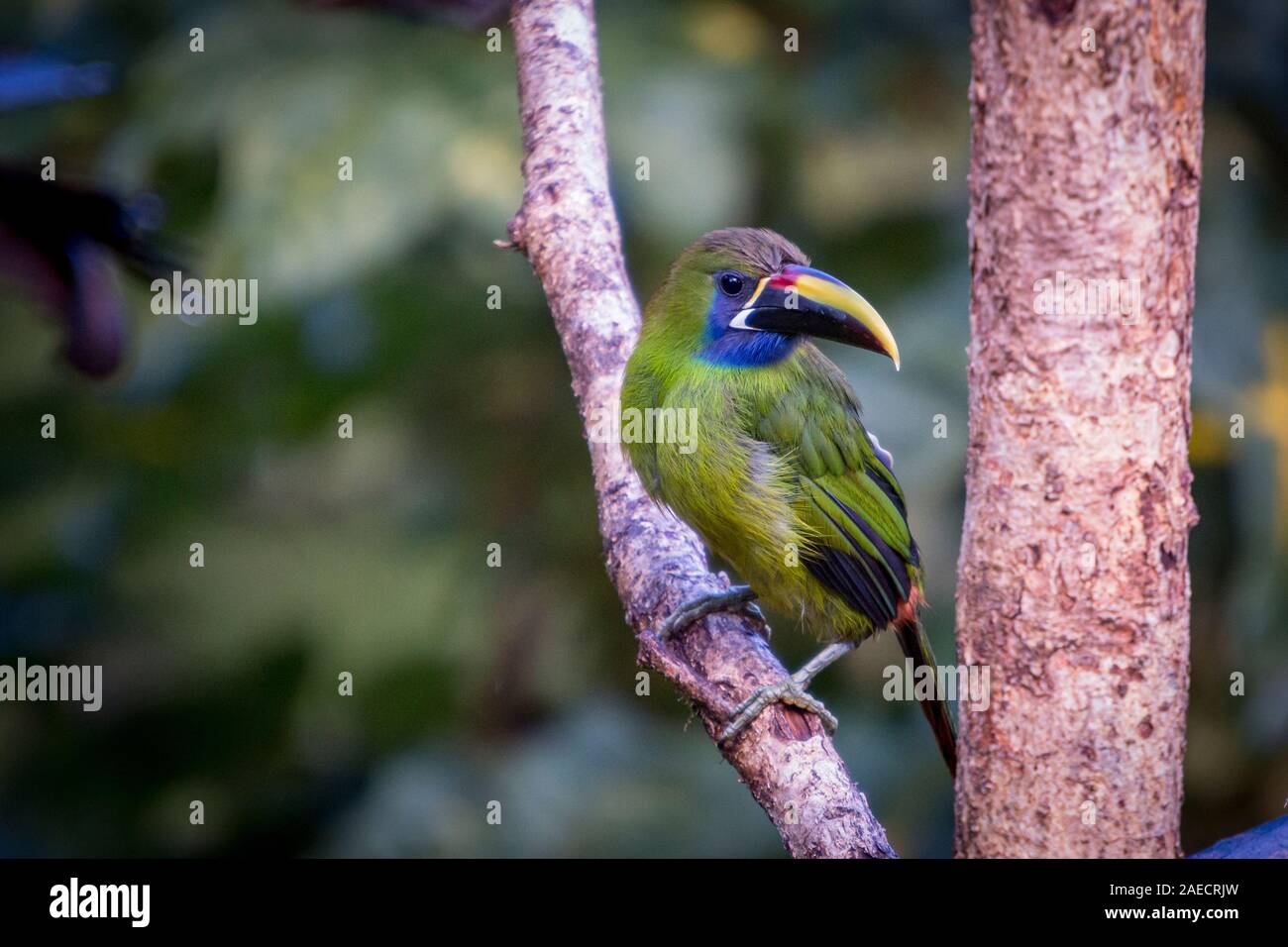 Emerald toucanet, Aulacorhynchus prasinus. Birds of Costa Rica. San Gerardo de Dota. Stock Photo