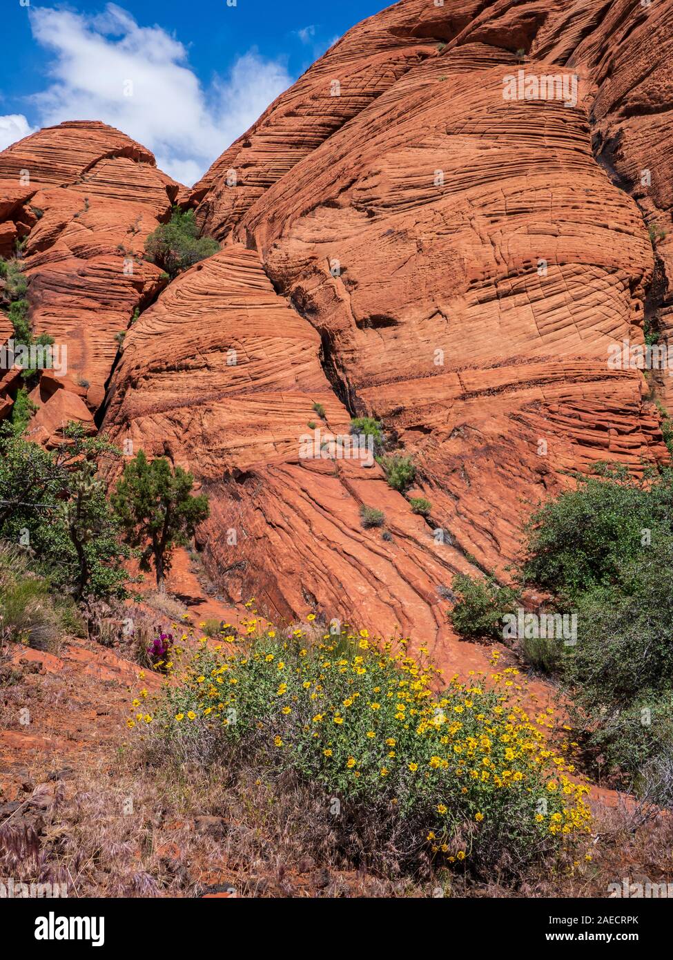Cross-bedded sandstone and Mojave marigold flowers, Butterfly Trail, Snow Canyon State Park, Saint George, Utah. Stock Photo