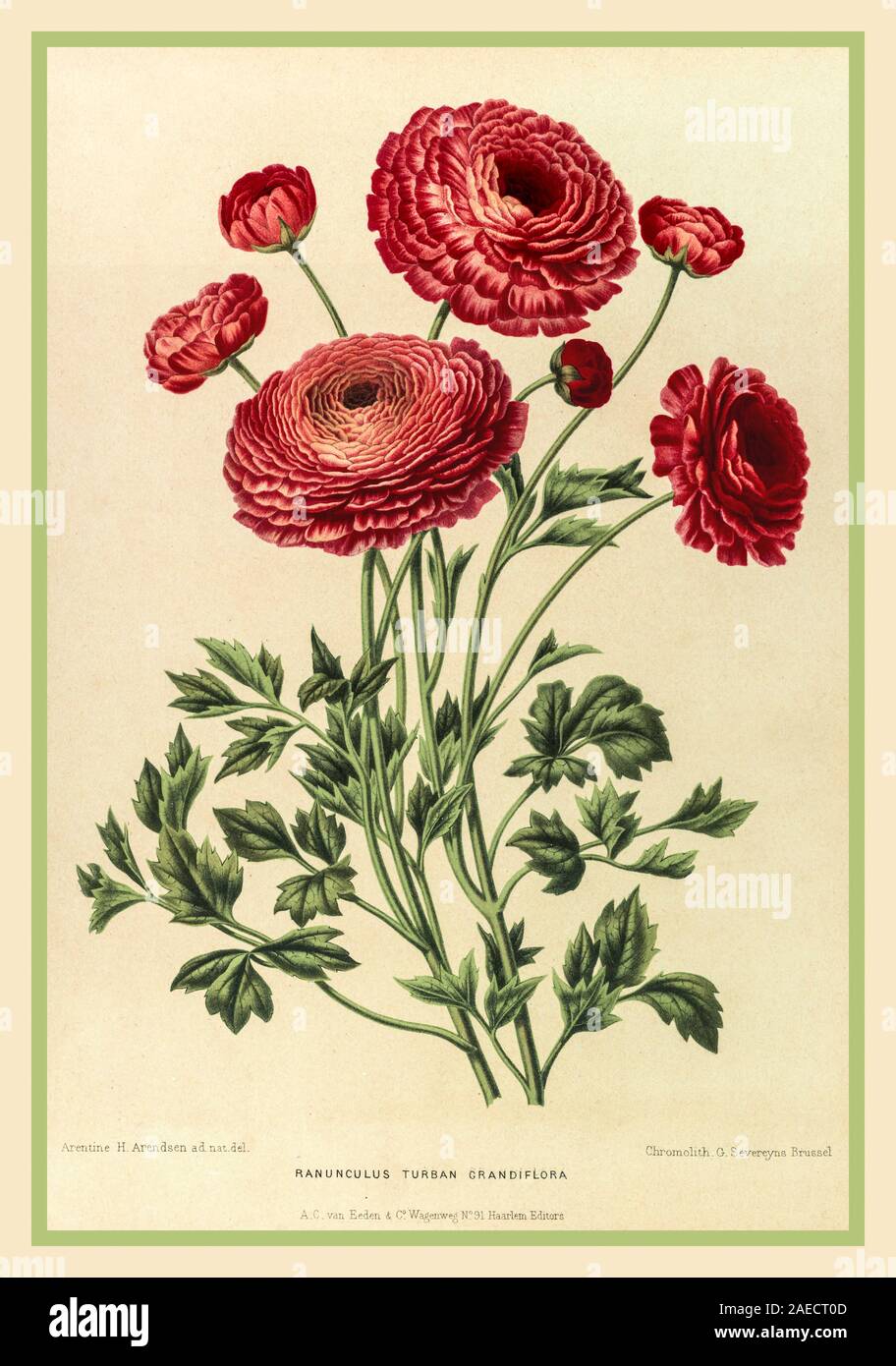 RANUNCULUS Vintage Lithograph 1880's 'Ranunculus Turban Grandiflora botanical illustration art Stock Photo