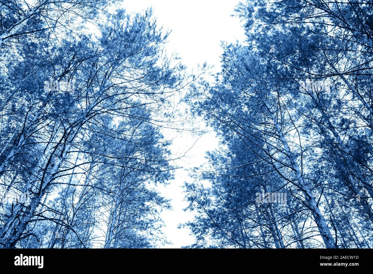 Trees in the forest background in trendy classic blue color Stock Photo ...