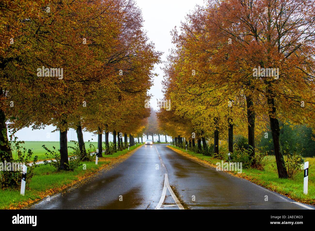 Landstrasse, Herbst, Nebel, Regenwetter, Baumallee, nasse Fahrbahn, Blätter, Stock Photo
