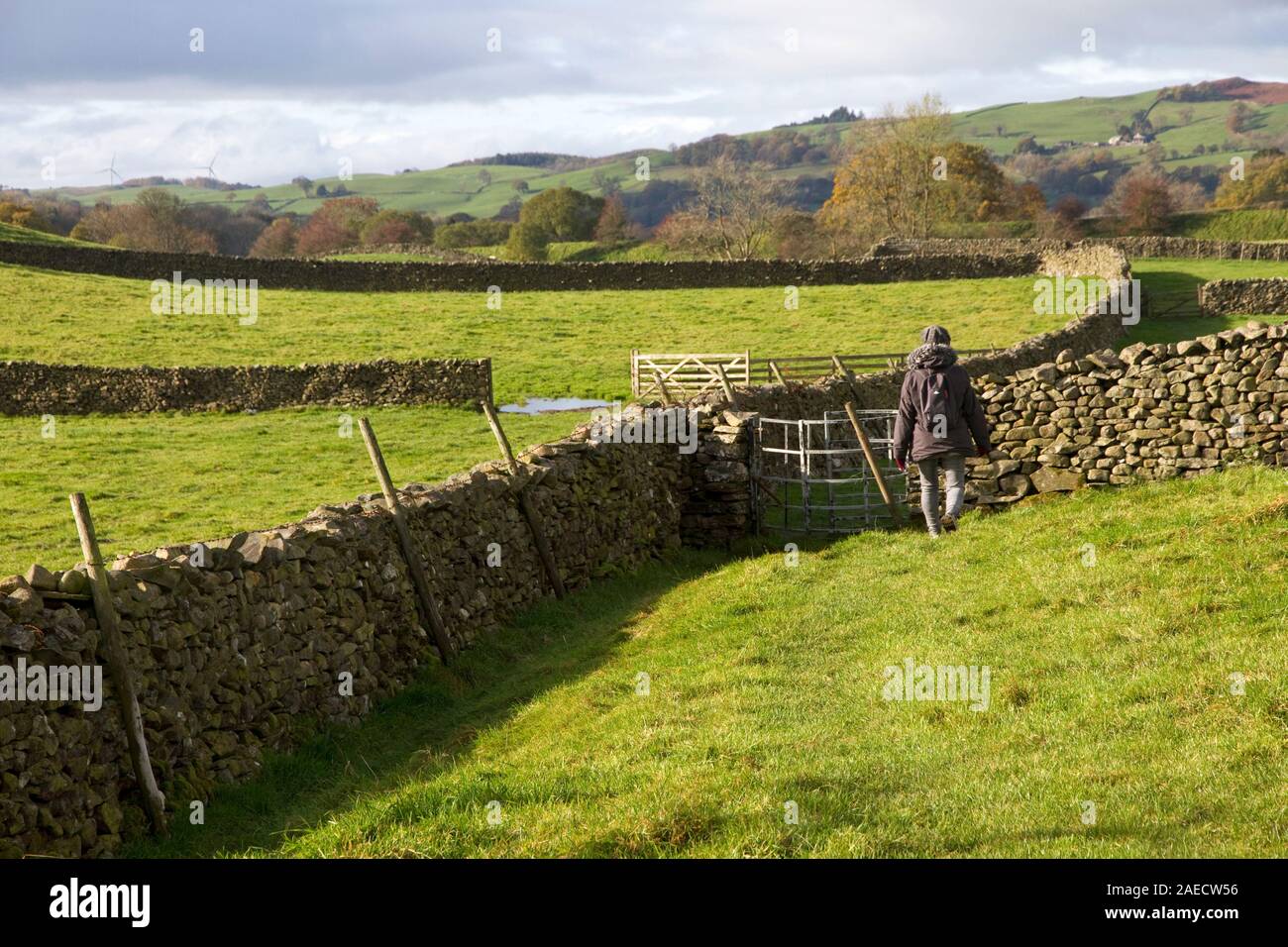 Walker in countryside near Sedbergh, Cumbria, England, UK Stock Photo
